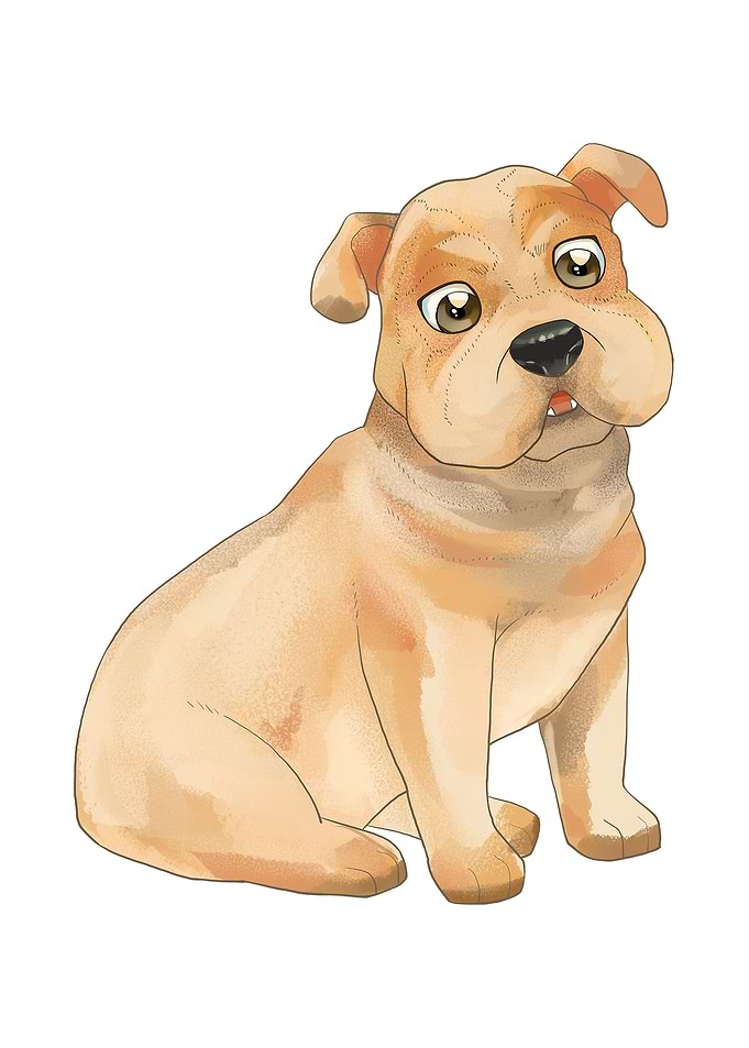 American Bulldog
