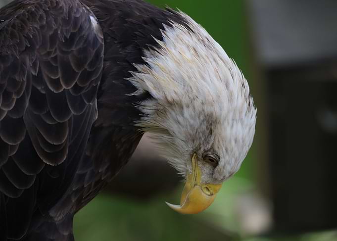 The American Bald Eagle