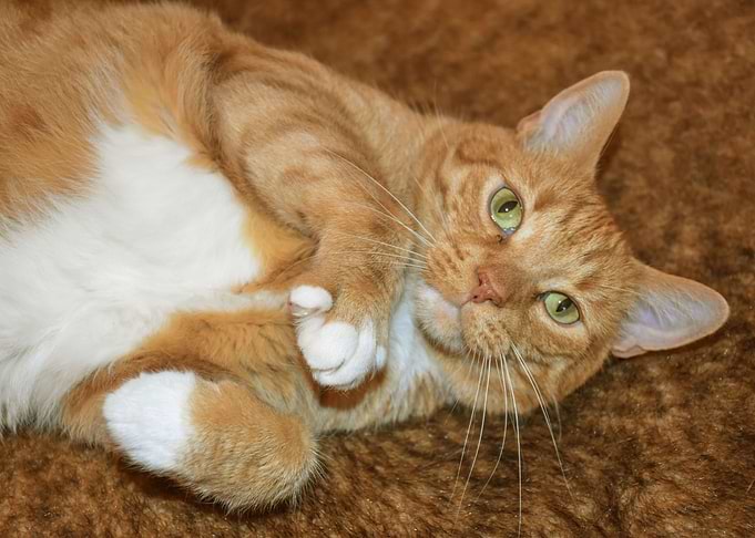 Animal Pet Cat Foxy