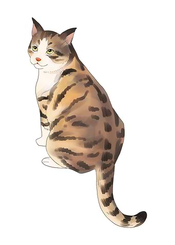 Tabby Cat