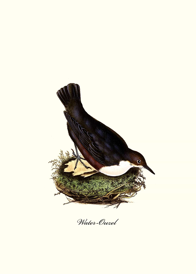 Water Ouzel