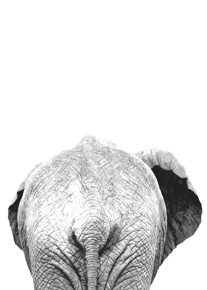 Black White Elephant Back