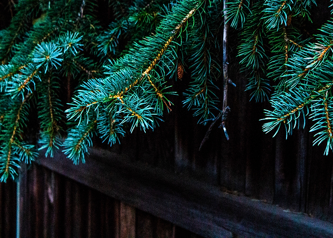 Pines