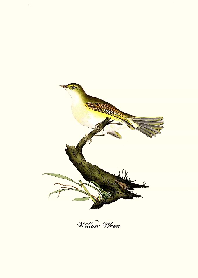 Willow Wren