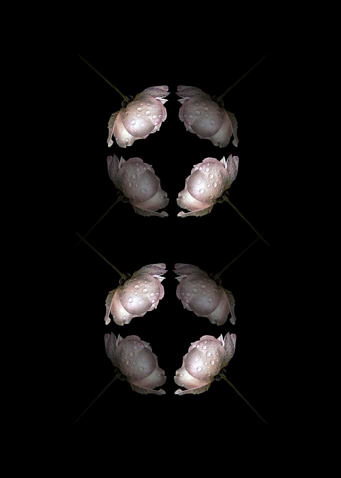 Rose on Black No5