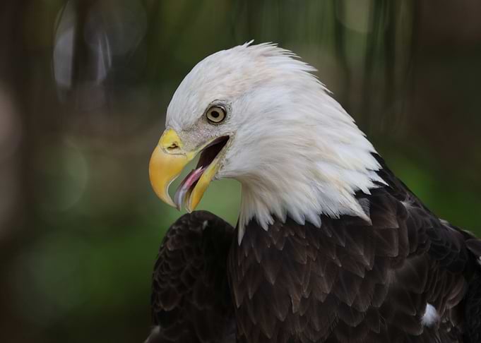 The American Bald Eagle