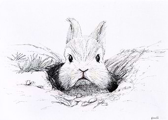 angry bunny