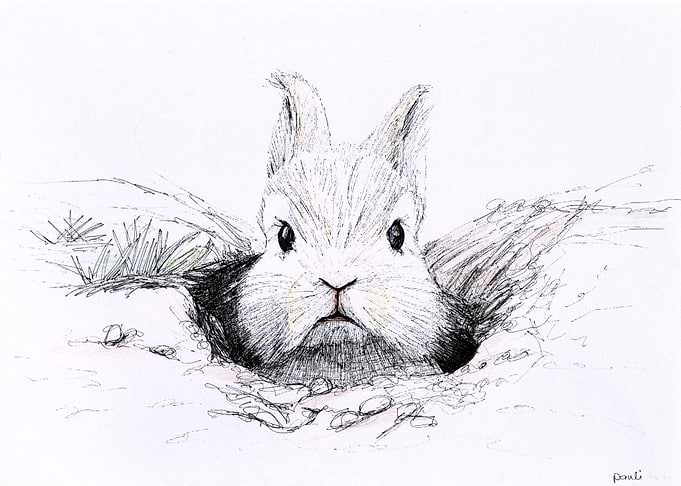 angry bunny