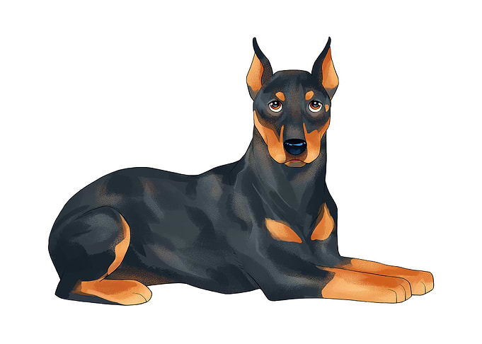 Doberman Pinscher