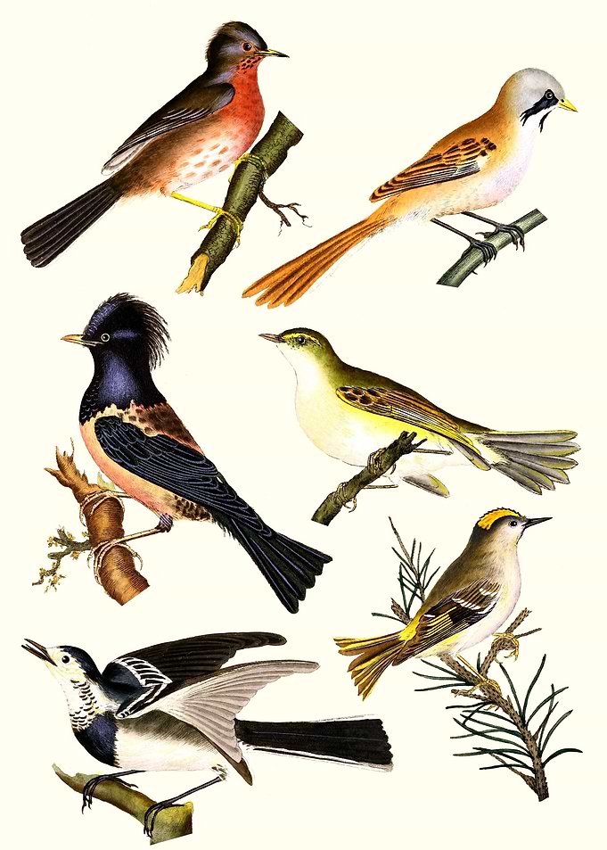 Various Birds