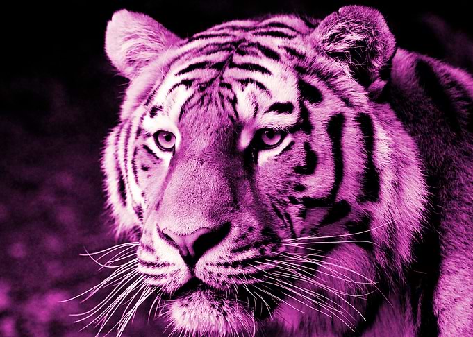 Tiger digiart pink