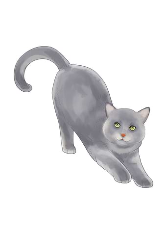 Gray Cat