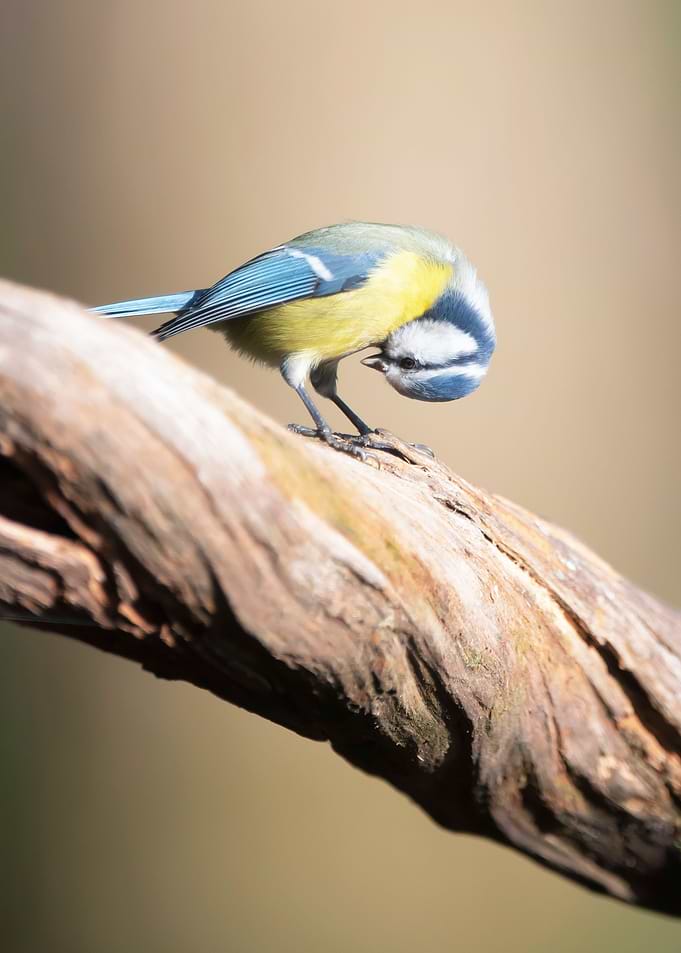 Special bird