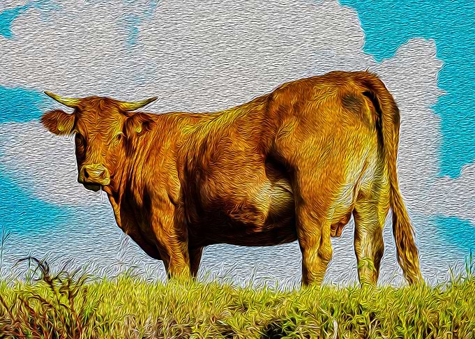 farm animal