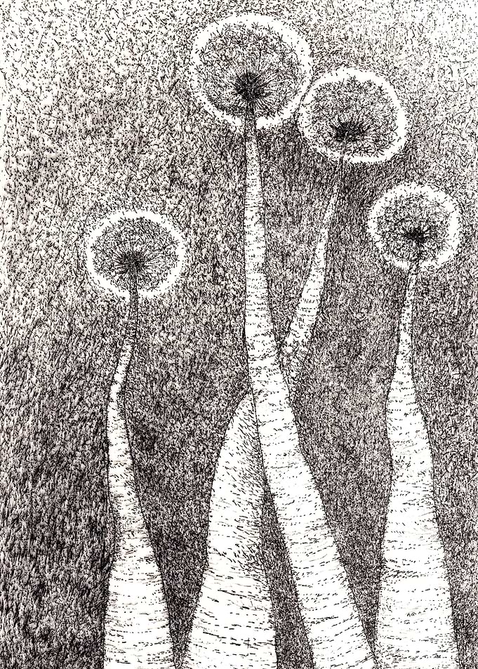 BW Sad Dandelions