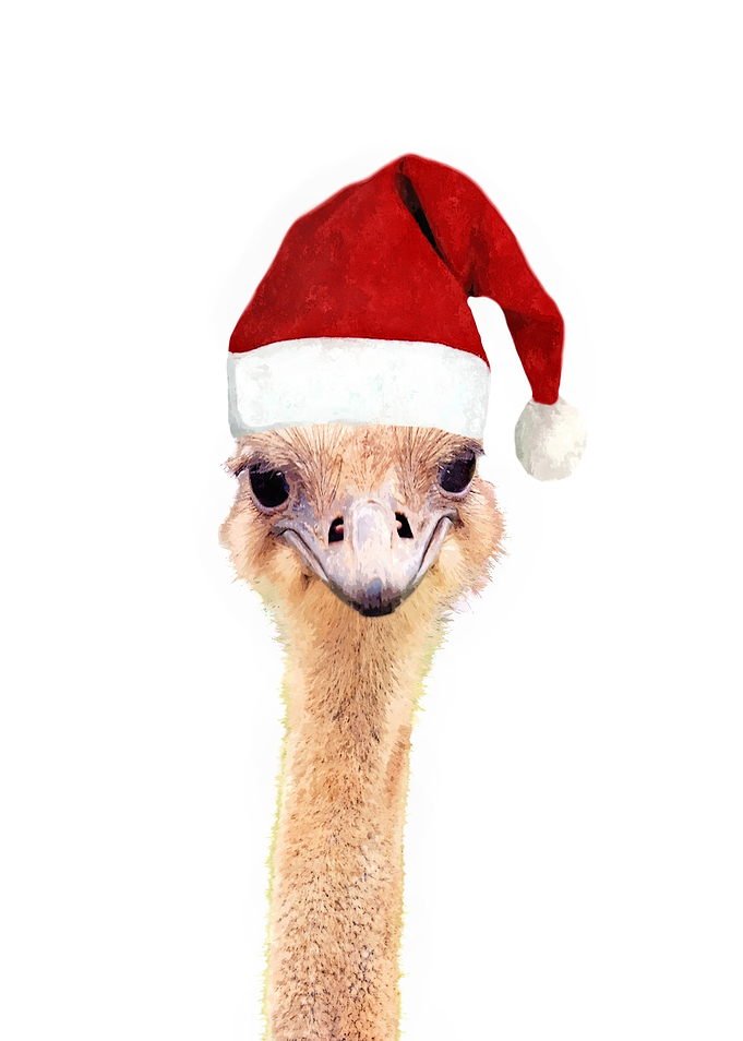 Ostrich Christmas
