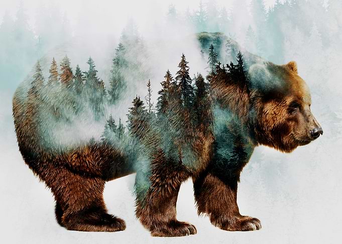 Bear 4