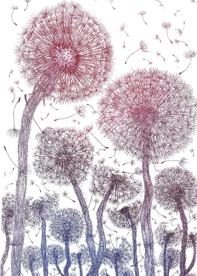 Crazy B and V Dandelions
