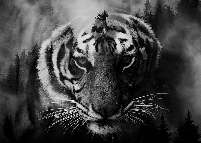 Tiger In Forest