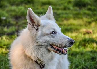 Dog Snowy