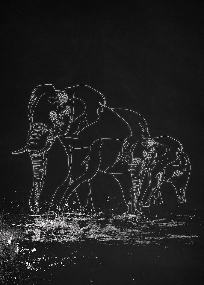 Elephants D10