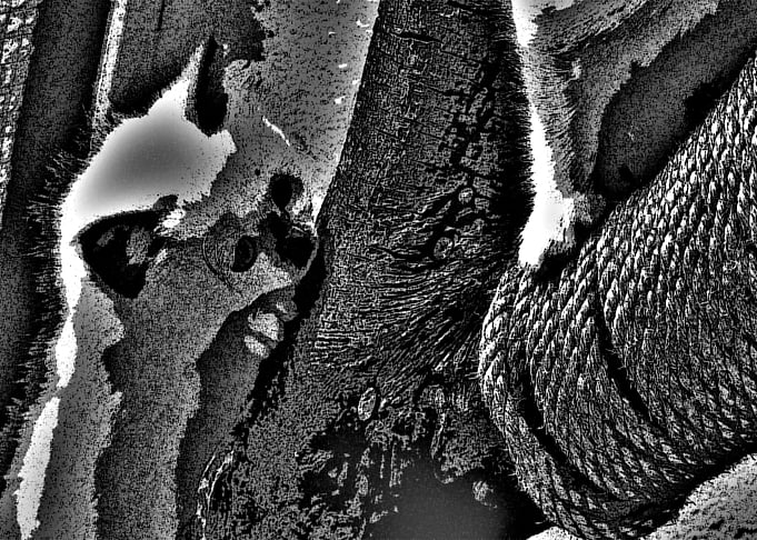huging the tree BW18