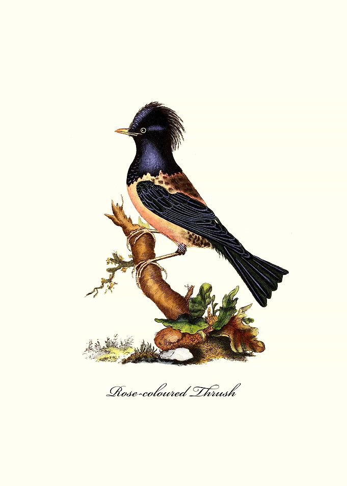 Rose coloured Thrush