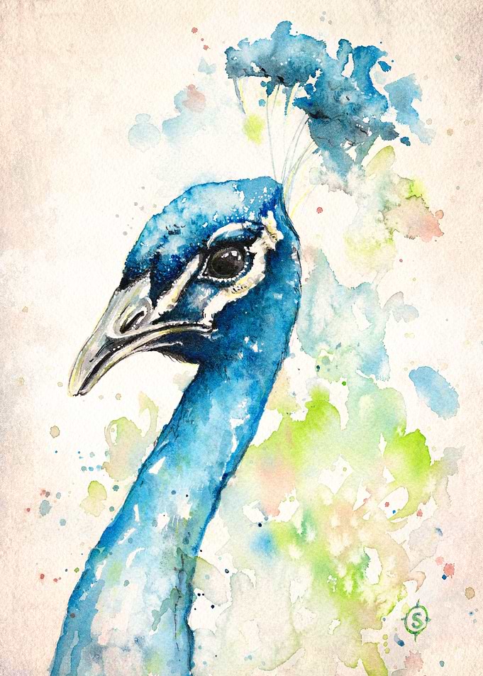 Peacocks About