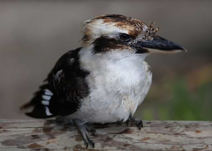The laughing kookaburra