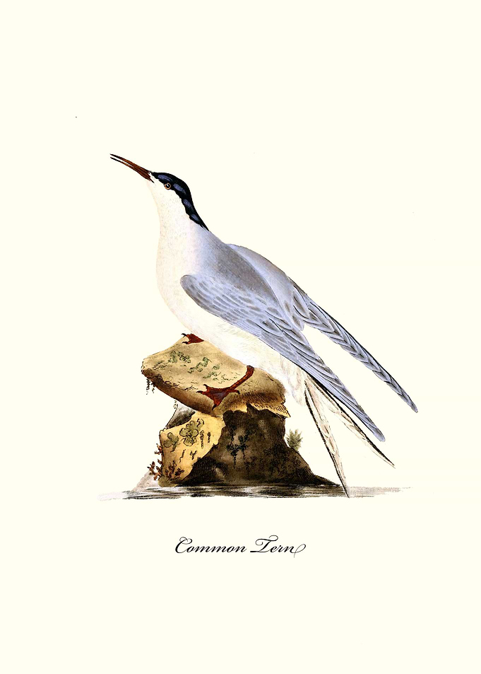 Common Tern
