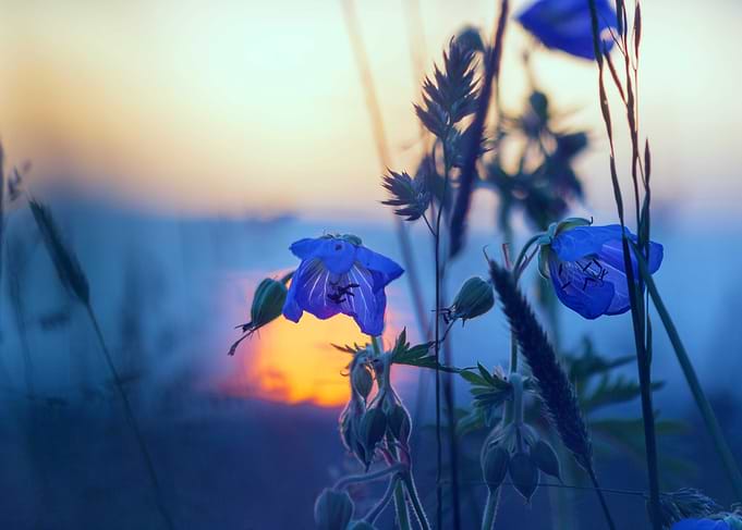 Meadow