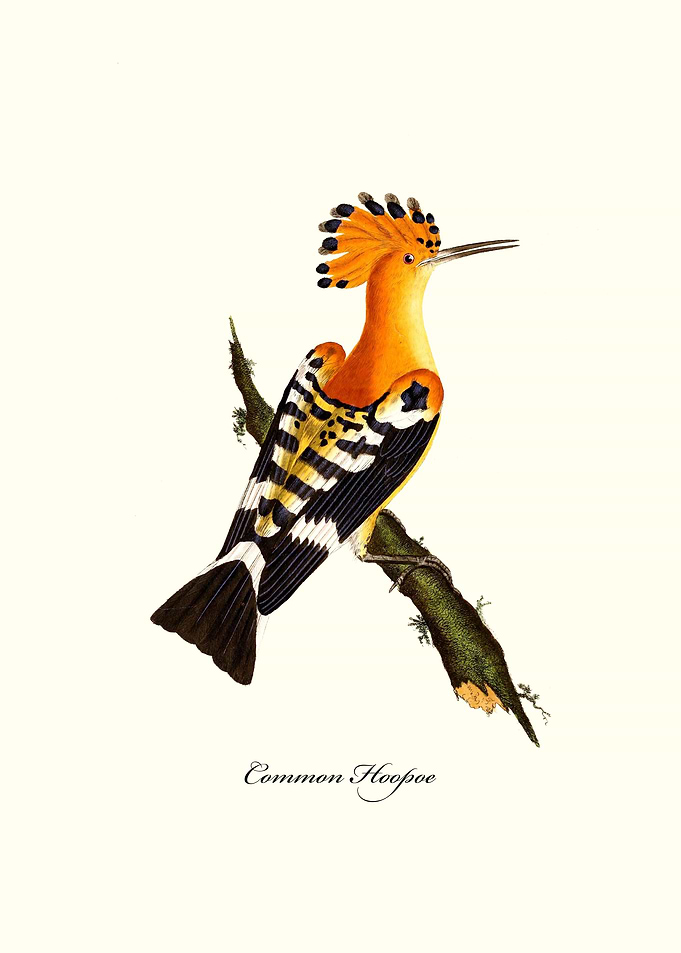 Common Hoopoe
