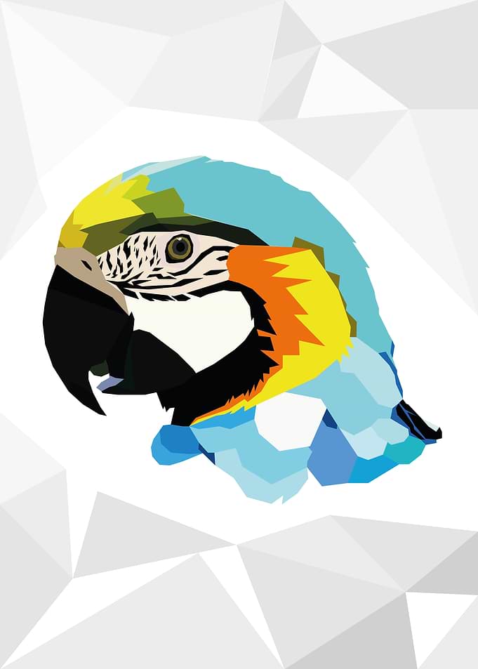 Macaw colorful parrot