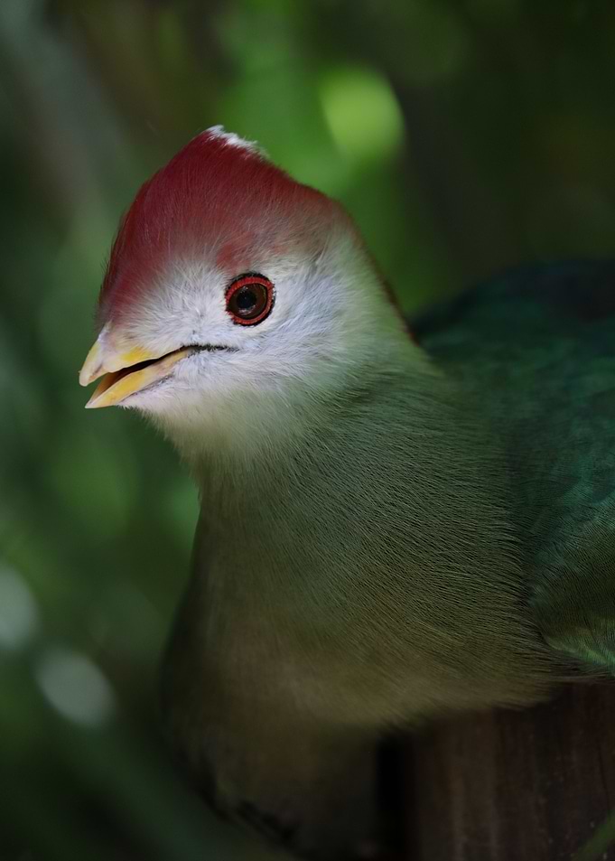 Red crested turaco