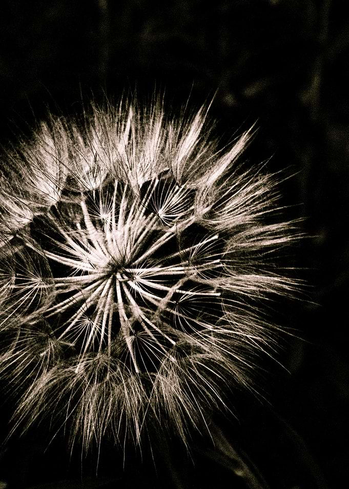 The Wish