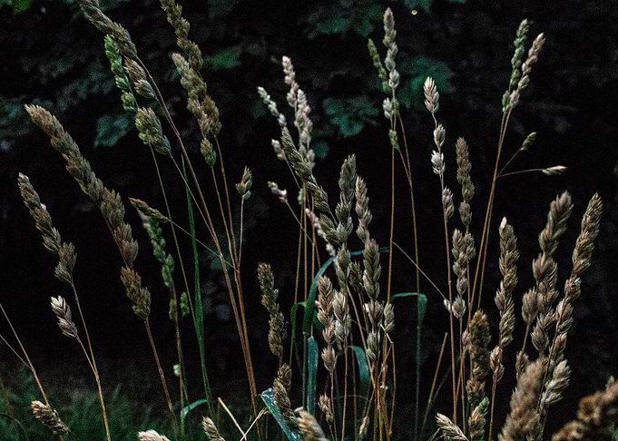 The Grasses