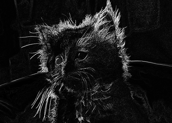 Black princess BW18