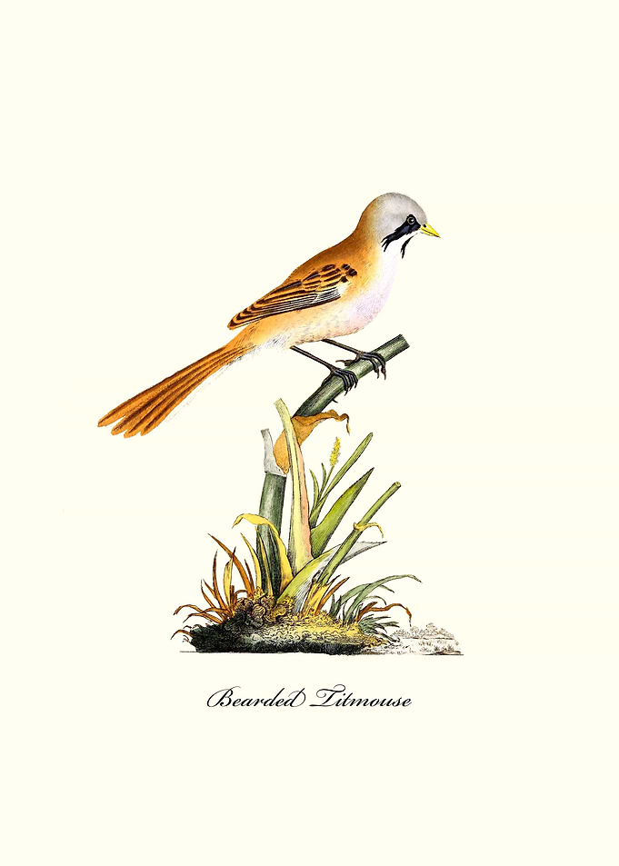 Bearded Titmouse