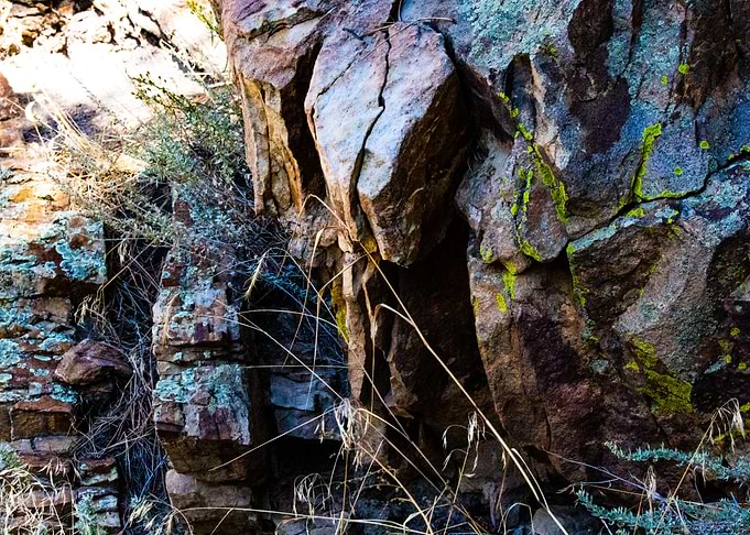 Lichen