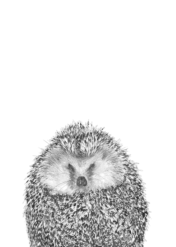 Black and White Hedgehog