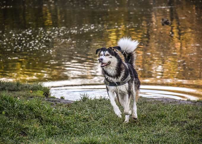 Animal Playing Dog