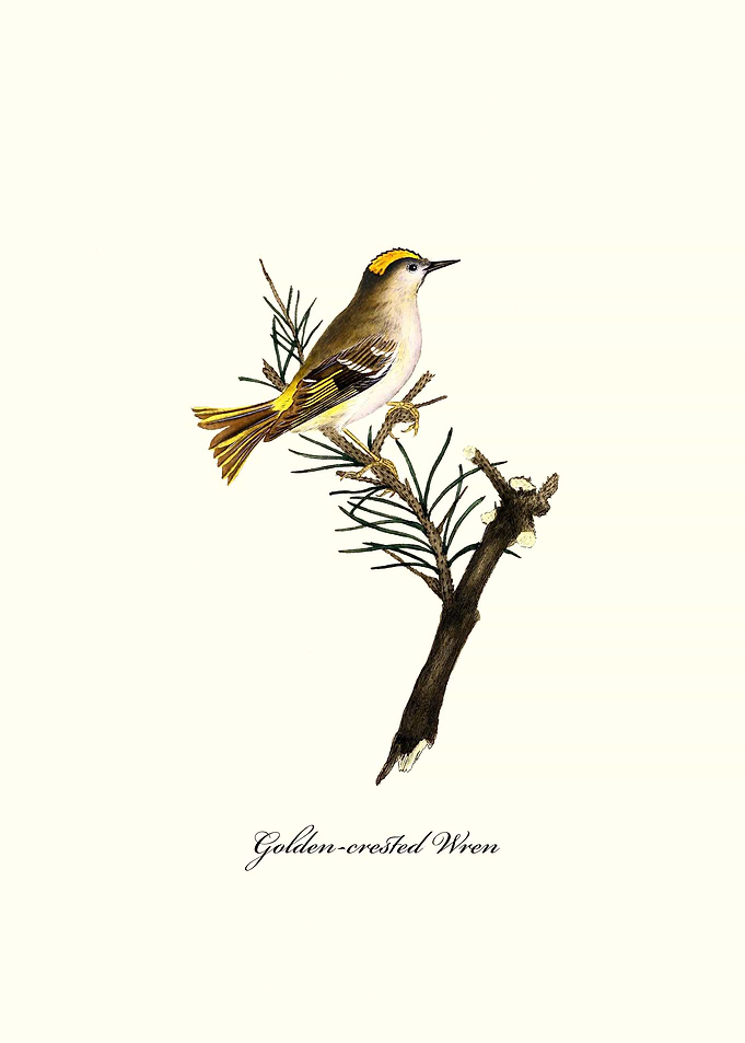 Golden crested Wren