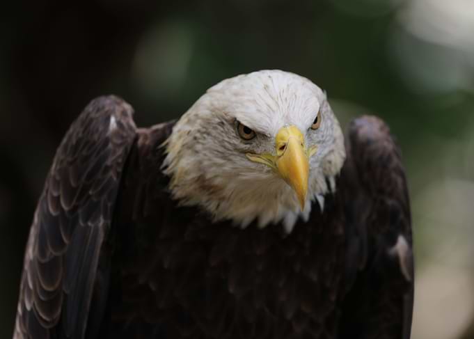 The American Bald Eagle