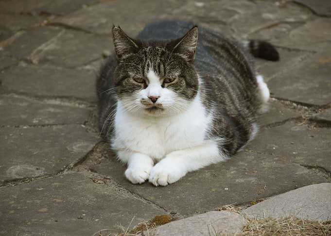 Pet Chilling Cat