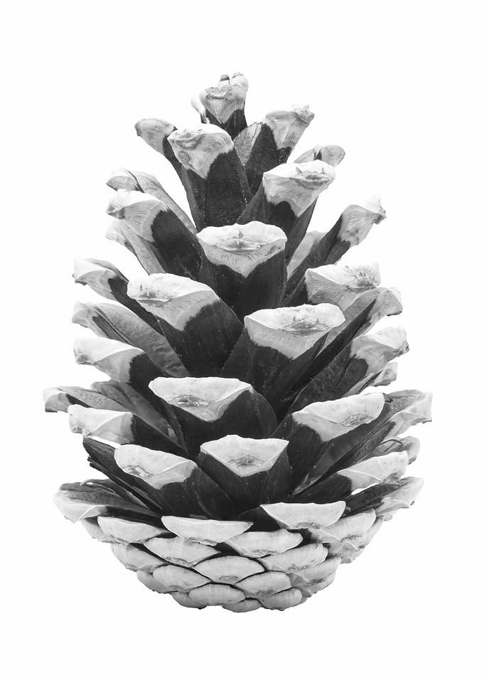 Pine Cone