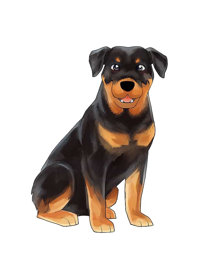 Rottweiler