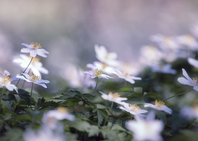 flowery