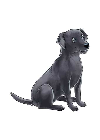 Labrador Retriever
