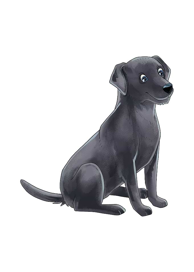 Labrador Retriever