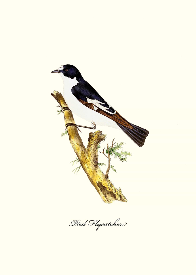 Pied Flycatcher